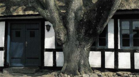 Træ foran hus